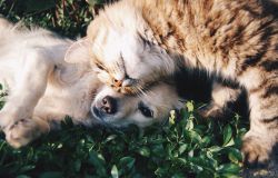 Emerging Communications on why marketers should reconsider investing in the pet sector. Image: Krista Mangulsone/Unsplash