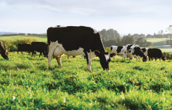 New Zealand dairy giant Fonterra diversifies into wellness market